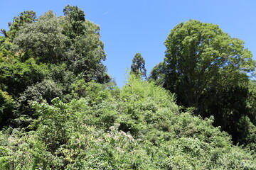 日本の山を散歩中に撮影