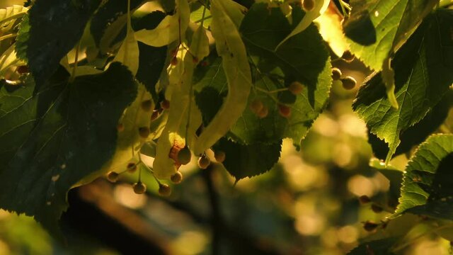 Autumn leaves and catkins of alder. Evening sun, close-up