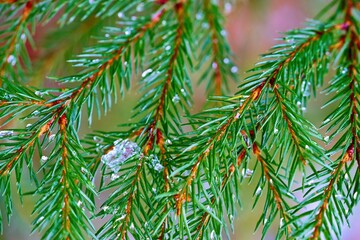 green coniferous branches close-up with ice and on a blurred background