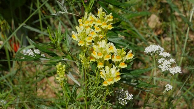 wild medicinal wild flowers in the foreground Yellow toadflax flowers