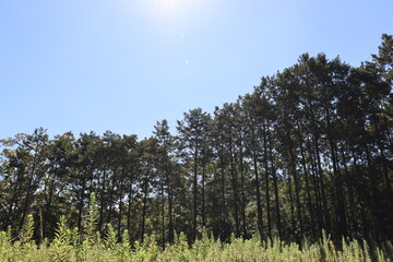 日本の山を散歩中に撮影