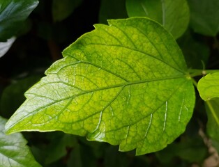 green leaf background