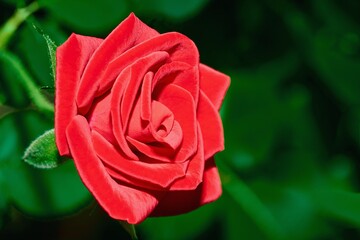 one large flower of beautiful red rose close-up on a blurred background with green leaves