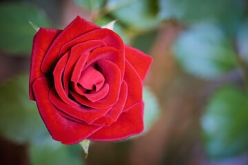 one large flower of beautiful red rose close-up on a blurred background with green leaves