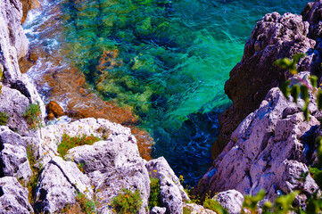 flowers on the rocks