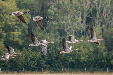 Greylag Geese (Anser anser) flying over a recently harvested wheat field