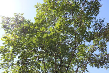 Obraz premium ハイキングコースにて植物の撮影