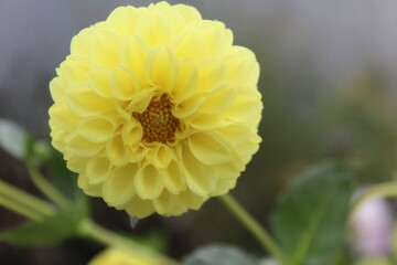 yellow flower in early autumn