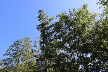 ハイキングコースにて植物の撮影