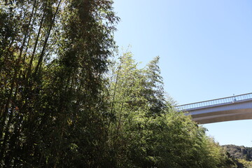 ハイキングコースにて植物の撮影