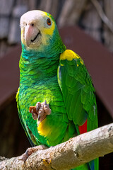 Yellow-headed amazon parrot (Amazona oratrix)