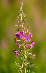 Purple flower closeup