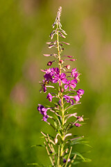 Purple flower closeup