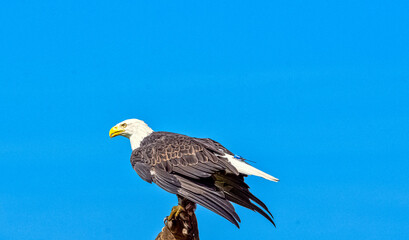 Young bald eagle (Haliaeetus leucocephalus) also known as white-headed or white-tailed eagle, sea eagle or American eagle