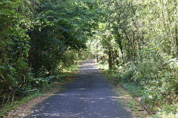 Obraz premium ハイキングコースにて植物の撮影