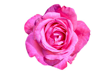 pink rose isolated on white