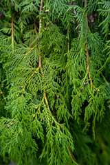 Busch, Hecke Close Up