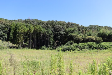 Obraz premium ハイキングコースにて植物の撮影