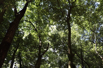 ハイキングコースにて植物の撮影