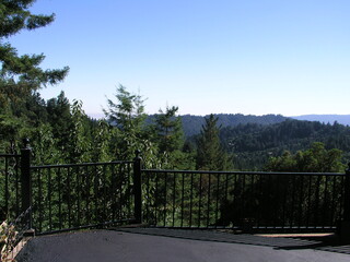 Redwoods in the Coast Range of California