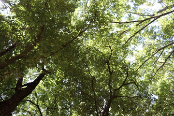 ハイキングコースにて植物の撮影