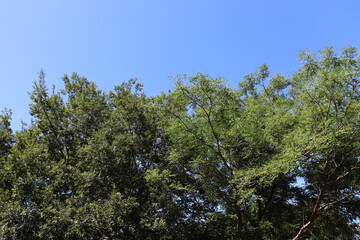 ハイキングコースにて植物の撮影