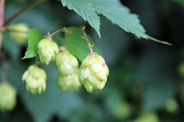 real hops on a branch under a leaf