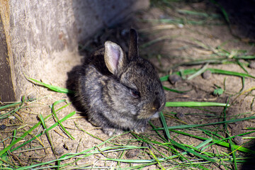 rabbit in the garden