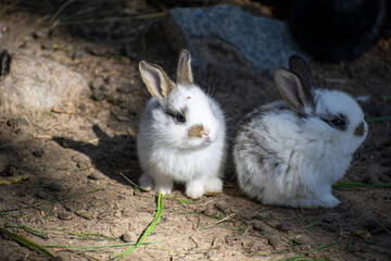 white rabbit on the ground