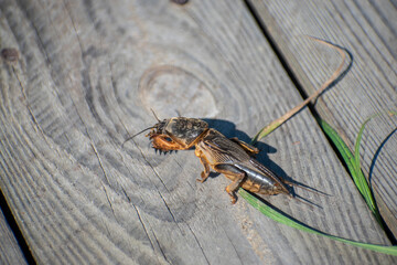 fen-cricket close up