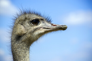 ostrich head close up