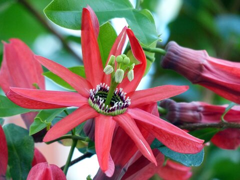 Passiflora Vitifolia, The Perfumed Passionflower, Is A Species Of Passiflora, In The Passifloraceae Family.