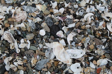 Background of stones and shells on the beach