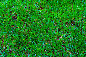 close-up of green fresh grass background. spring meadow for natural concepts.