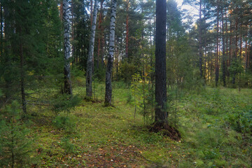 Forest closeup, beautiful summer landscape, sunlight shines through branches, trees with shadows.