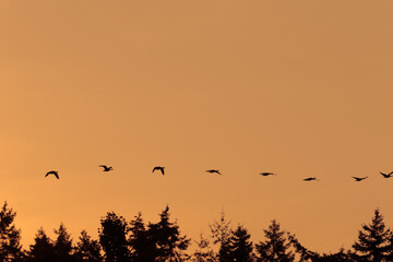 Gänse auf Vancouver Island beim Fliegen