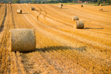 Haystacks in autumn field. Wheat yellow golden harvest in summer. Countryside natural landscape....