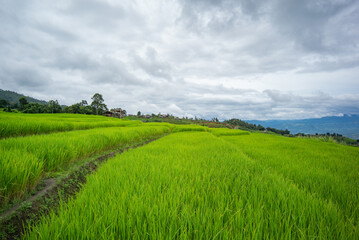 Fototapeta na wymiar Green Terraced Rice Field in Pa Bong Pieng , Mae Chaem, Chiang Mai, Thailand.
