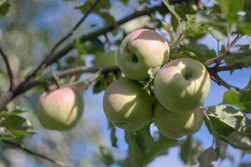 Ripe apples on a blurred natural background