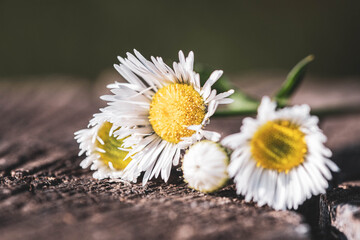 Bouquet of Small Daisies on a Tree Stump