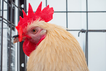 Portrait of a rooster in profile. The head of a beige rooster. Rooster on the background of the cage. Poultry on the farm.