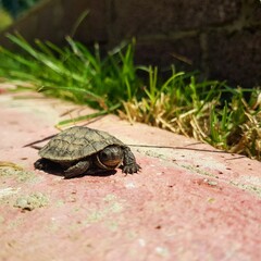 turtle on the ground