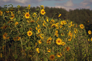 Obraz premium The field of yellow sunflowers in sunny weather on sunset