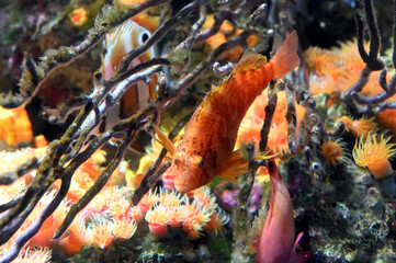 水中でポーズをキメるオキゴンベ