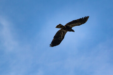 Adler Vancouver Island