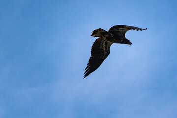 Adler Vancouver Island