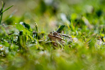 Frosch im Gras Close Up