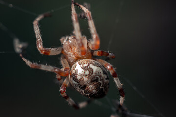a large spider with a beautiful abdomen, with spiny legs weaves its webs
