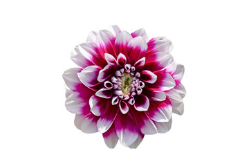 pink and white dahlia flower isolated on white
