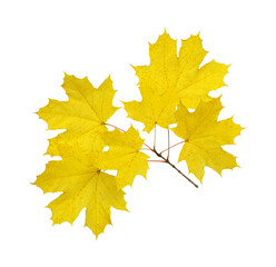 Naklejka na ściany i meble Branch of autumn leaves isolated on white